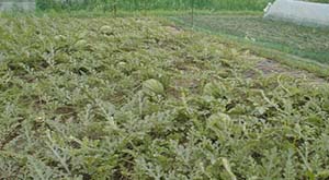 ���̐��Z��