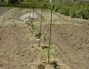 H.11.4.27 �s�[�}��