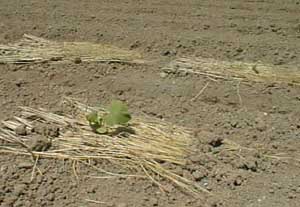 H.11.4.27 �J�{�`��