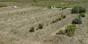 H.11.4.27 �Ɠ��̉Ԕ�