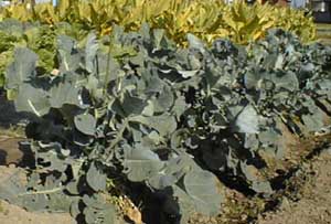 �u���b�R���[