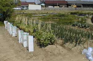 �i�X�A氓��A�ʔK