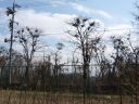 野鳥公園の鵜の巣