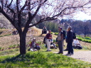 咲き始めた桜の下で休憩