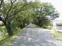 桜の堤
