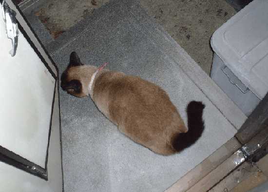 ���o�����悤�Ǝv���Ă��񂾂��ǂȂ�