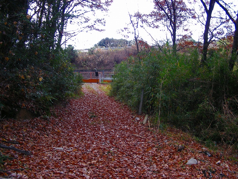 �ʐ^�N���b�N�Ŏ��̈ꖇ��