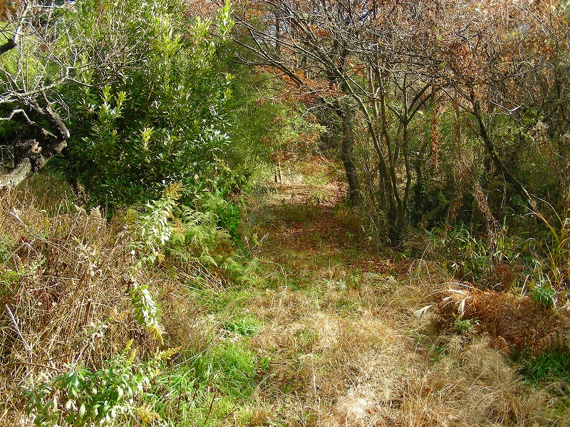 �ʐ^�N���b�N�Ŏ��̈ꖇ��