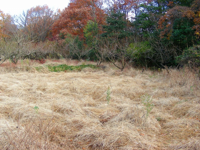 �ʐ^�N���b�N�Ŏ��̈ꖇ��