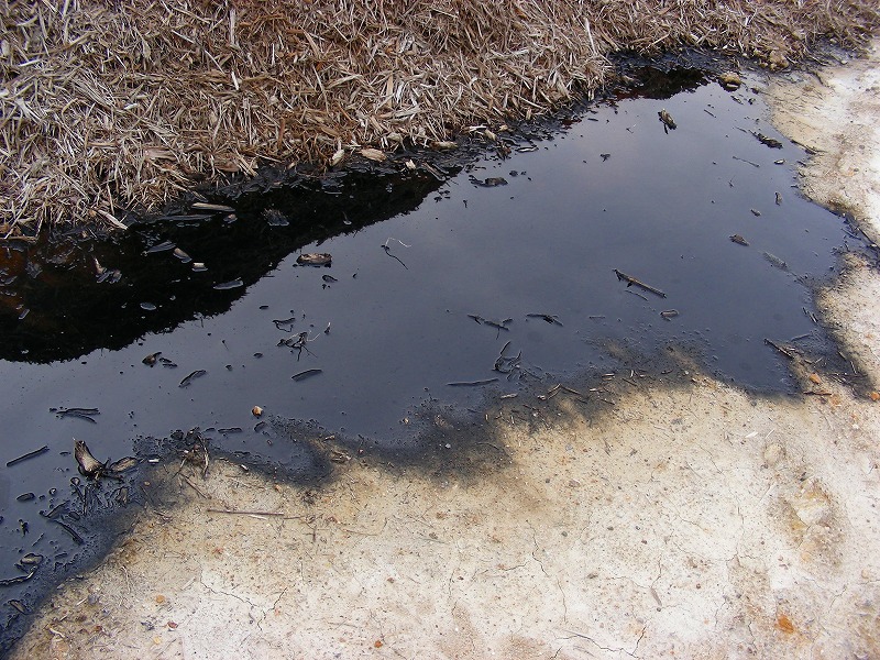 �ʐ^�N���b�N�Ŏ��̈ꖇ��