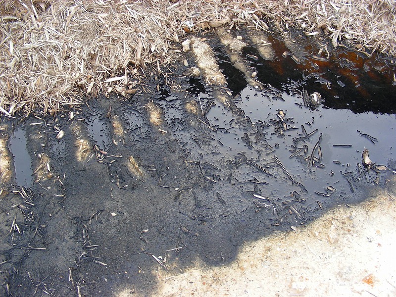 �ʐ^�N���b�N�Ŏ��̈ꖇ��