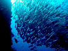 DSCN100002_thumb.png