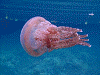 DSCN110003_thumb.png