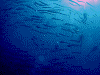 DSCN60013_thumb.png