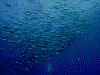 DSCN70014_thumb.png