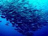 DSCN90016_thumb.png