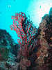 DSCF12310003_thumb.png