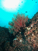DSCF12450004_thumb.png