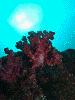DSCF12540006_thumb.png