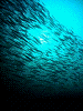 DSCF12990013_thumb.png