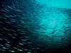 DSCF13040014_thumb.png