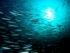 DSCF13280017_thumb.png