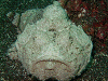 10100210002_thumb.png