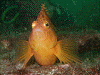 P10101230005_thumb.png