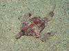 P10103390007_thumb.png