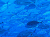 120004_thumb.png