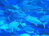 140006_thumb.png