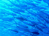 150007_thumb.png