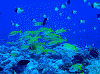 170009_thumb.png