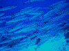 50016_thumb.png
