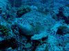 P60803130004_thumb.png