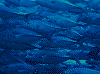 P60803260005_thumb.png