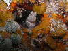 P60803660008_thumb.png