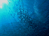 P60904040009_thumb.png