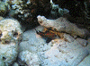 P60904490011_thumb.png