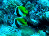 P61005210014_thumb.png