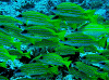 P61802990001_thumb.png
