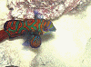 dc0717530006_thumb.png