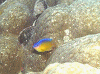 dc0717540007_thumb.png