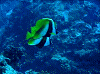 dc0717830009_thumb.png