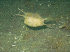 PB0601660007_thumb.png