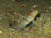 PB0903800017_thumb.png