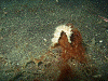 PB0904100019_thumb.png