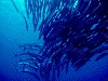 PB1900810017_thumb.png