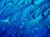 PB1900830018_thumb.png