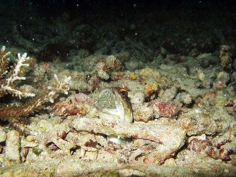 DH0000020001.jpg